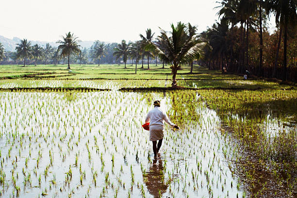 Indian woman working on the rice field