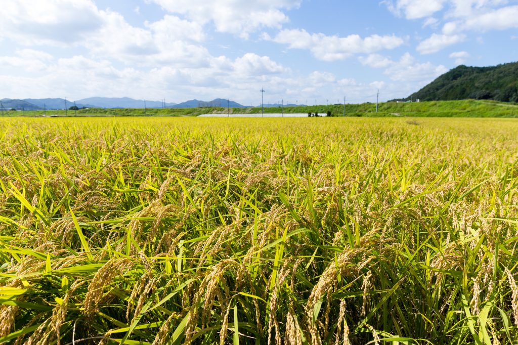 Paddy fields in the autumn Paddy fields in the autumn