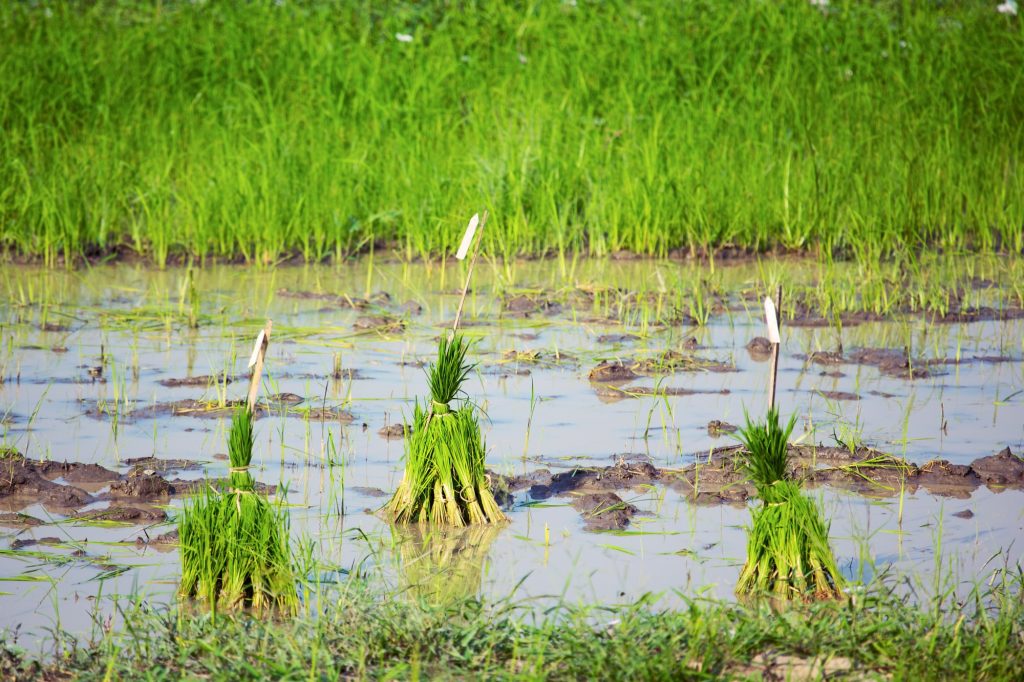 Rice Seedlings Rice Seedlings